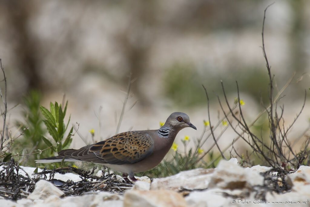 Tourterelle des bois, identification