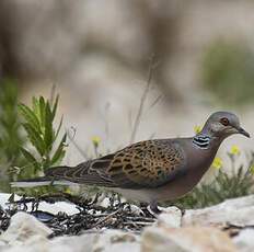 European Turtle Dove