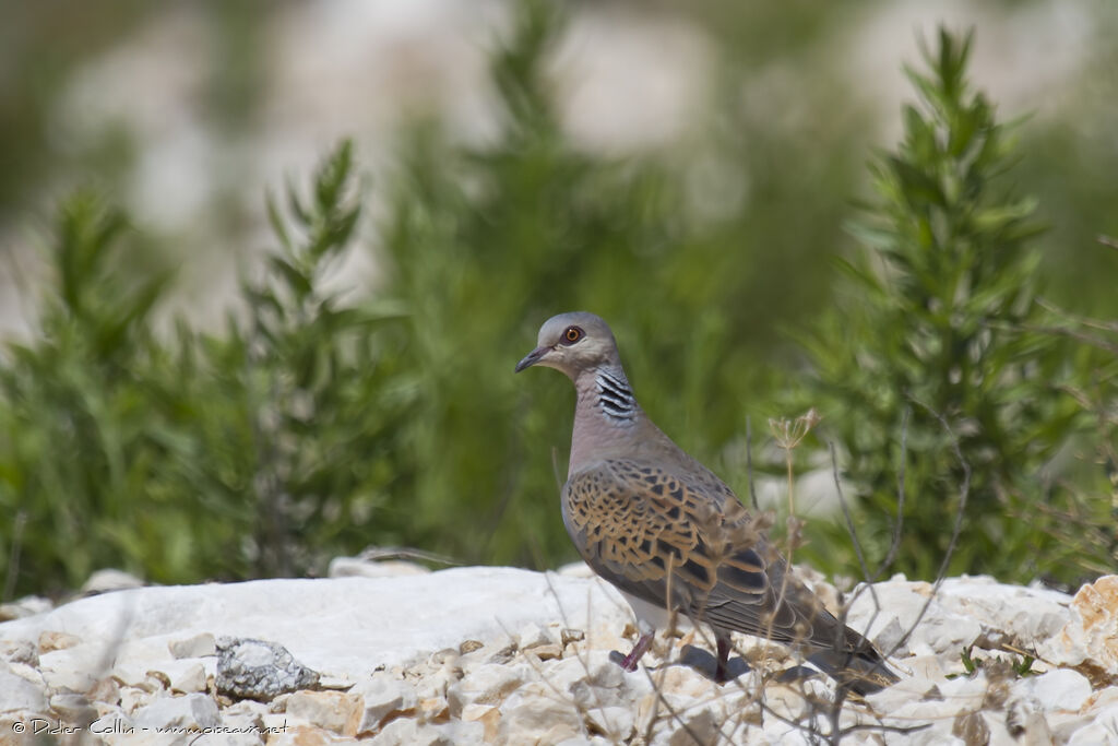 Tourterelle des bois, identification