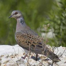 European Turtle Dove