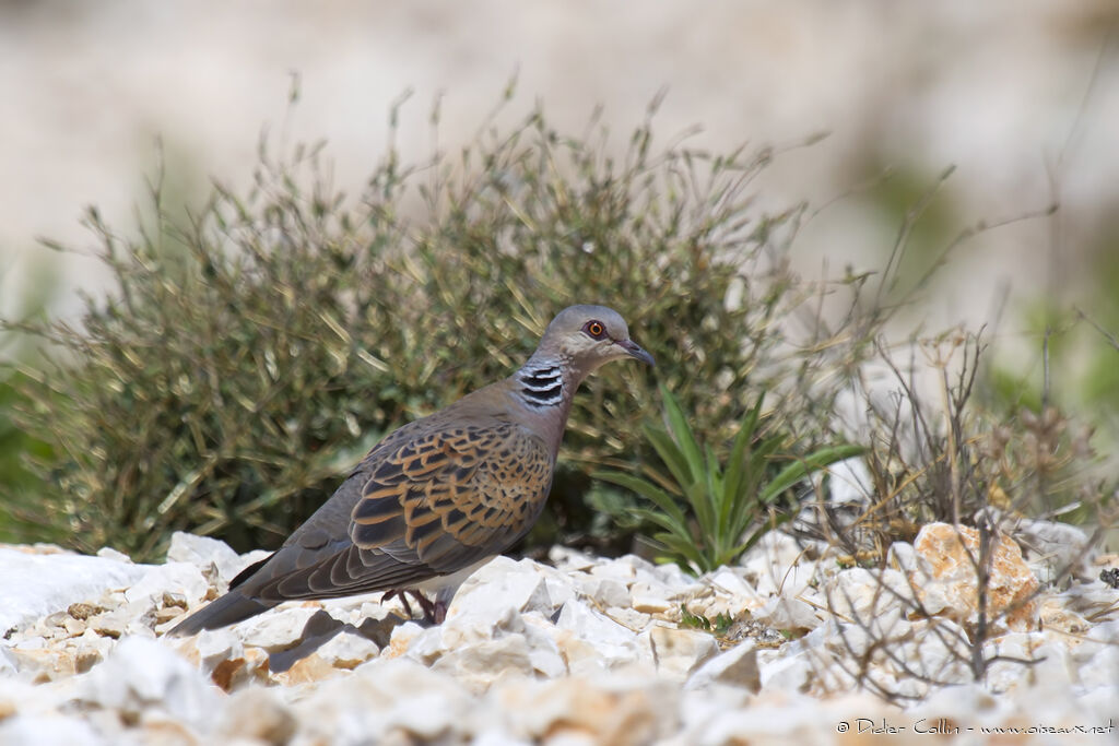 Tourterelle des boisadulte, identification