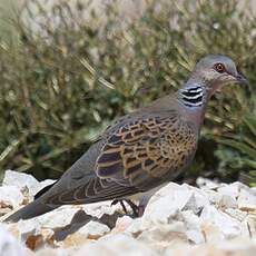 European Turtle Dove