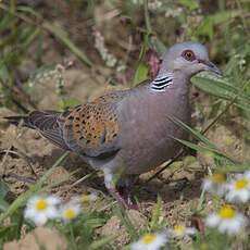 European Turtle Dove