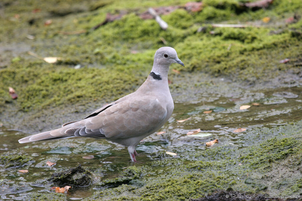 Eurasian Collared Dove, identification