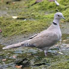 Eurasian Collared Dove