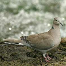 Eurasian Collared Dove