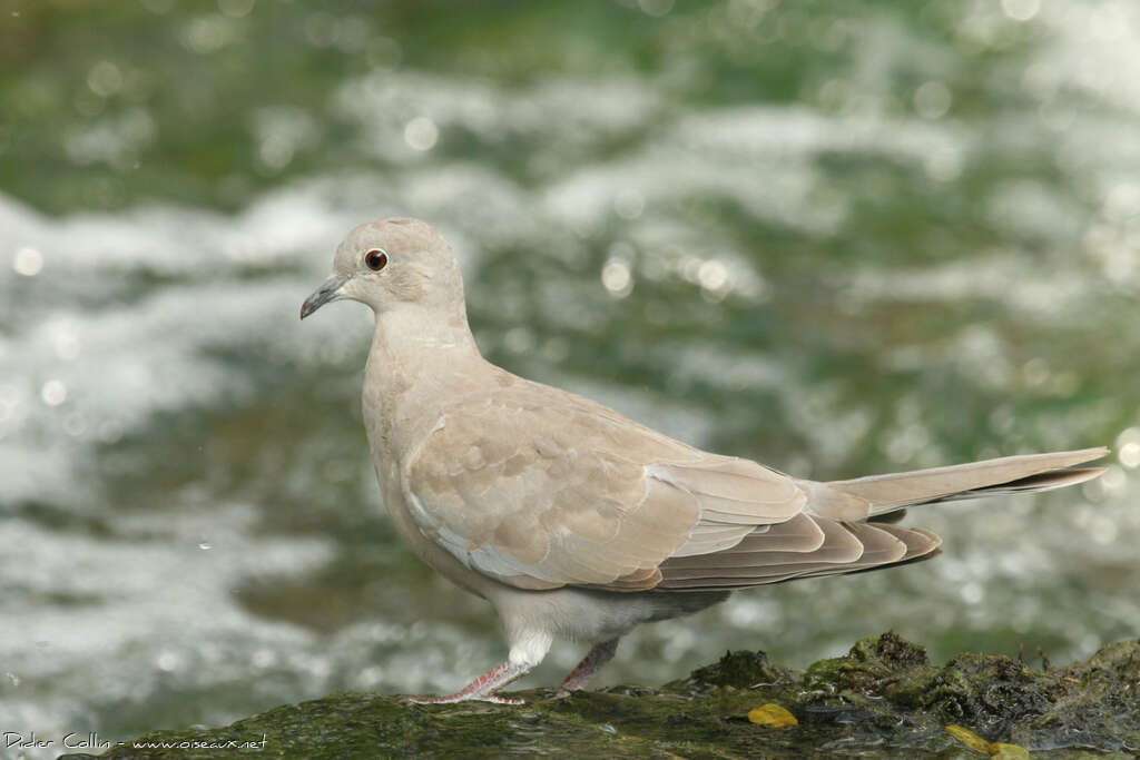 Eurasian Collared Dovejuvenile, identification