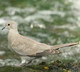 Eurasian Collared Dove