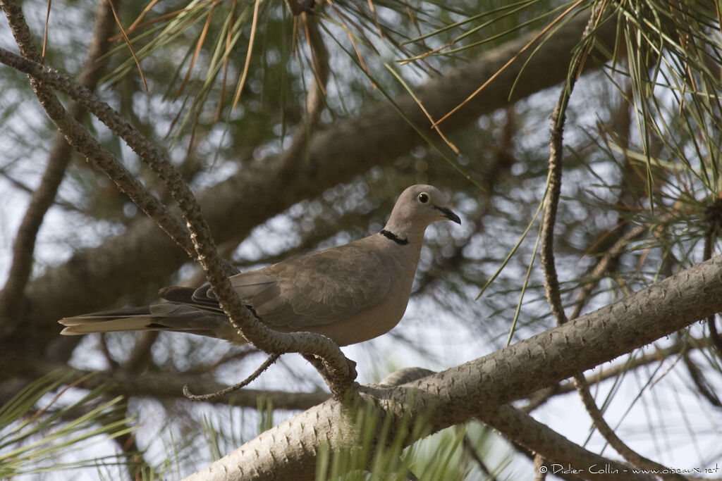 Eurasian Collared Dove