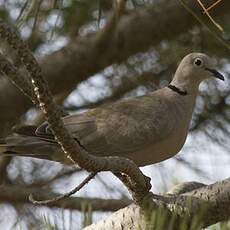 Eurasian Collared Dove