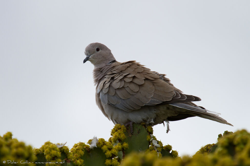 Eurasian Collared Doveadult