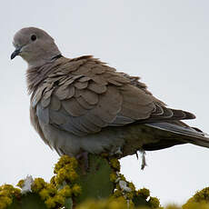 Eurasian Collared Dove