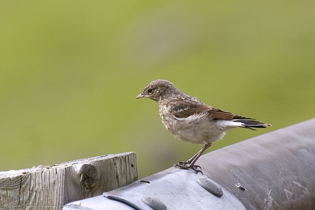 Northern Wheatear