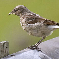 Northern Wheatear