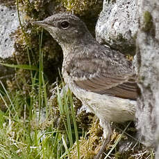 Northern Wheatear