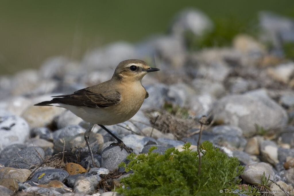 Northern Wheatear female adult, identification