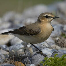 Northern Wheatear