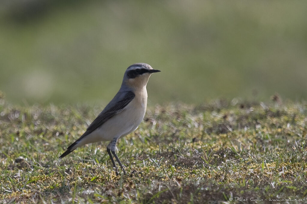 Northern Wheatear male adult, identification