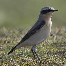 Northern Wheatear