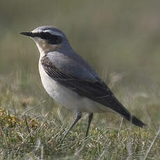 Northern Wheatear