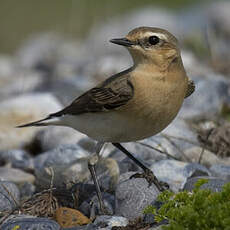 Northern Wheatear