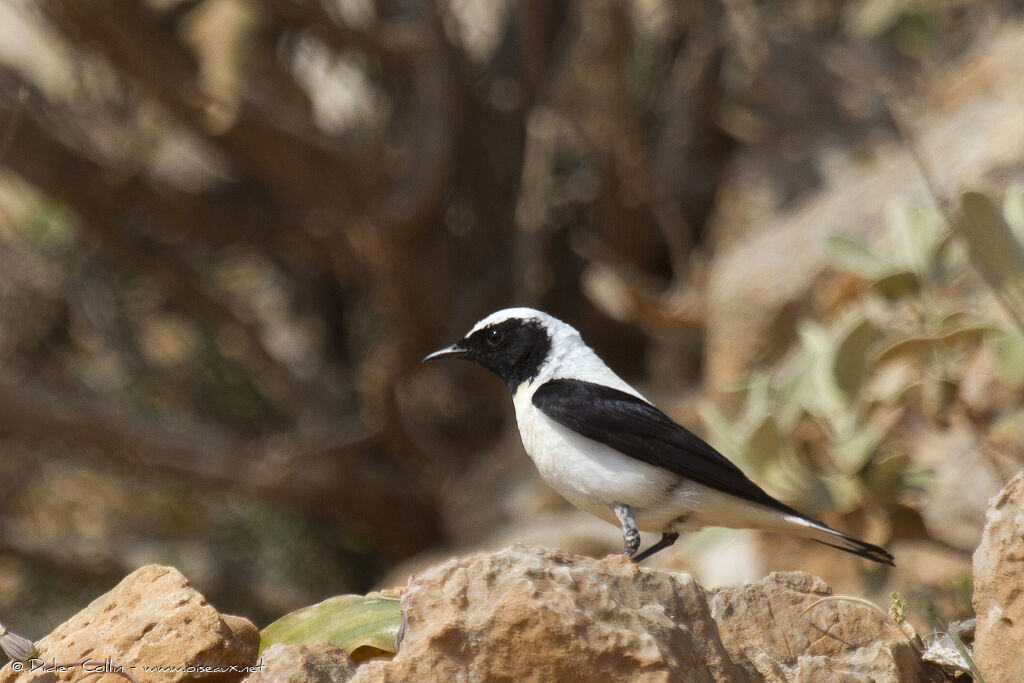 Eastern Black-eared Wheatear male adult breeding, identification