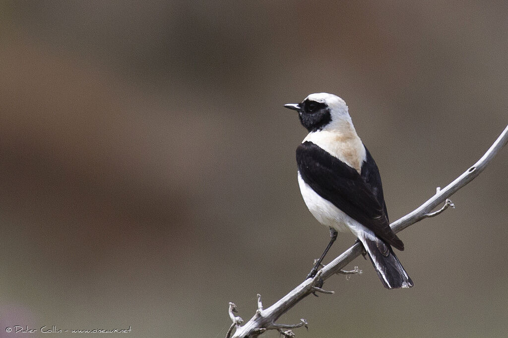 Eastern Black-eared Wheatear male adult, identification