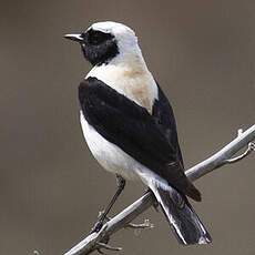 Eastern Black-eared Wheatear