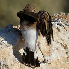 Eastern Black-eared Wheatear