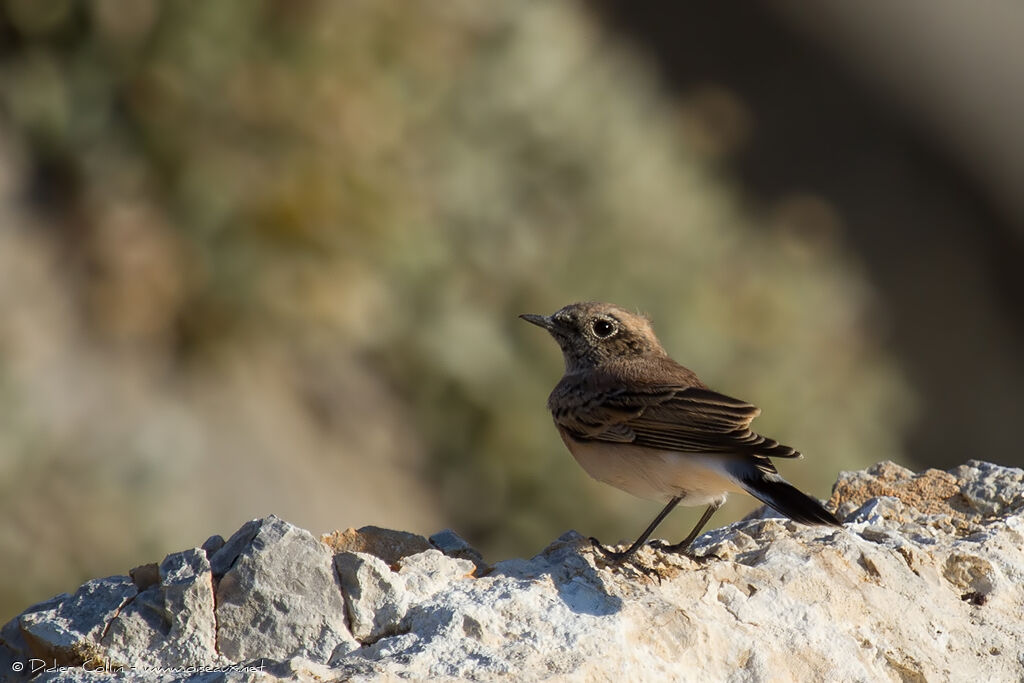 Eastern Black-eared Wheatear male juvenile