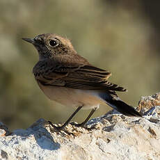 Eastern Black-eared Wheatear