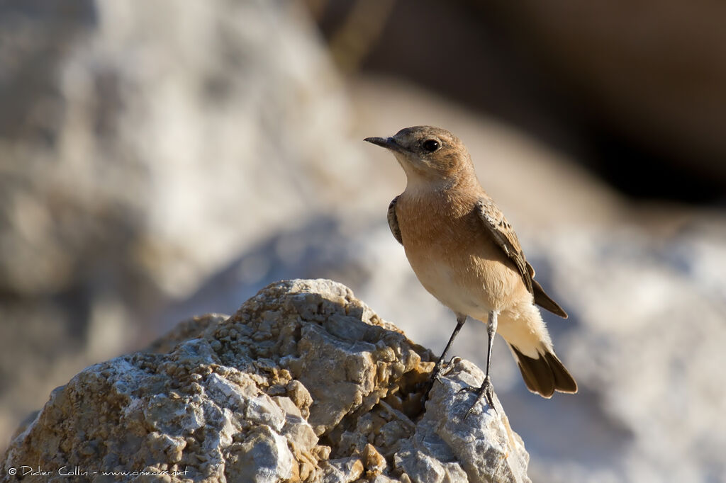 Eastern Black-eared Wheatear female juvenile