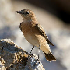 Eastern Black-eared Wheatear