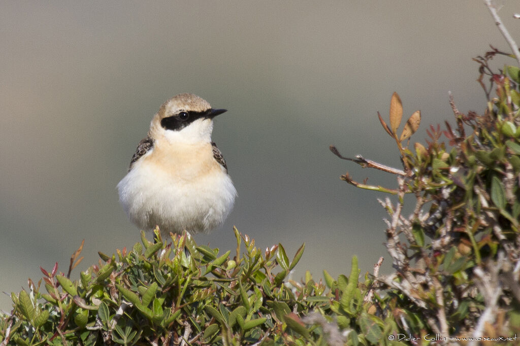 Eastern Black-eared Wheatear male adult