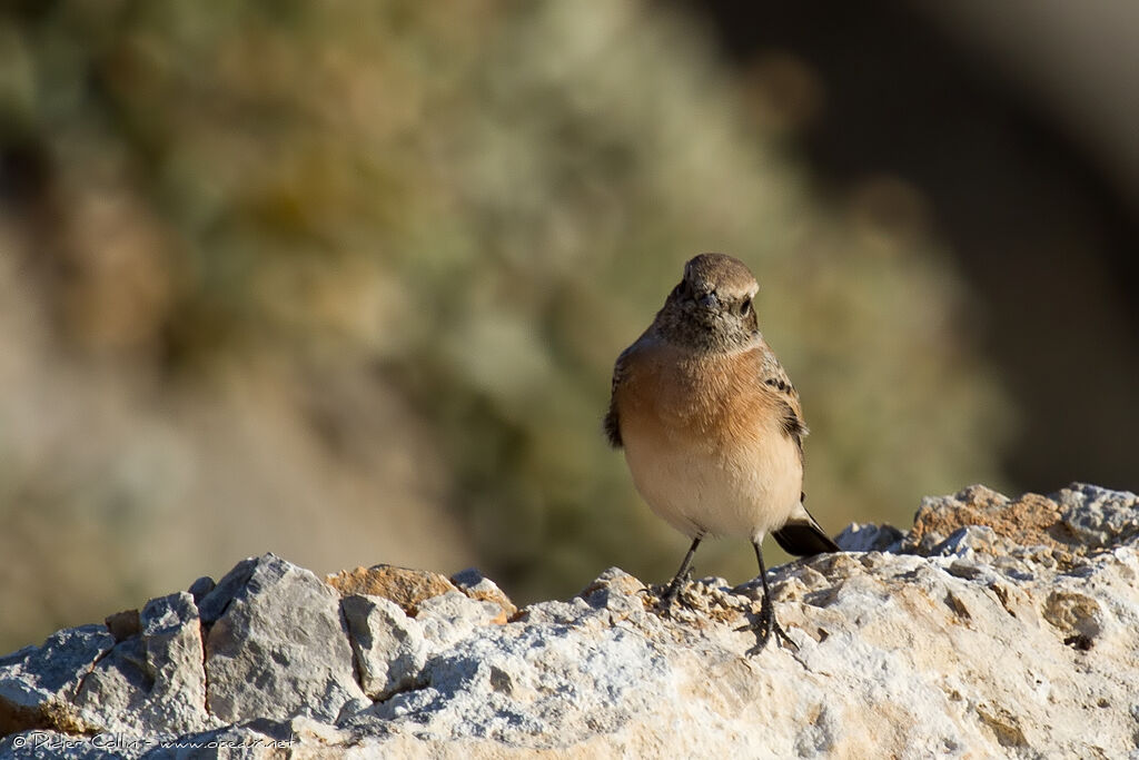 Eastern Black-eared Wheatear male juvenile, identification