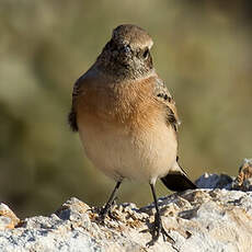 Eastern Black-eared Wheatear