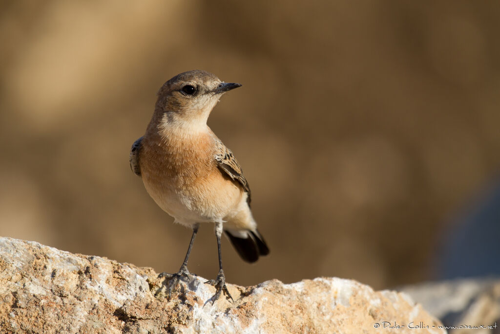 Eastern Black-eared Wheatear female juvenile, identification