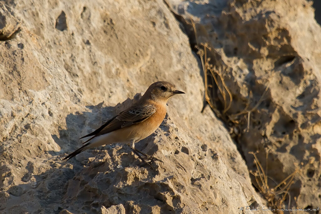 Eastern Black-eared WheatearFirst year, identification