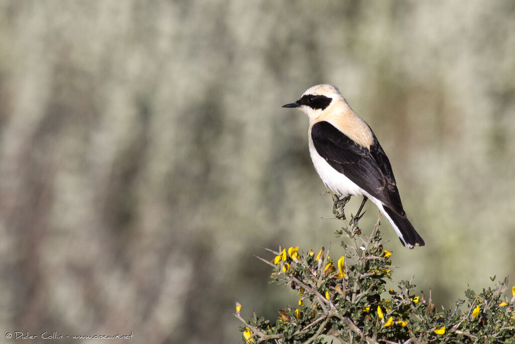 Eastern Black-eared Wheatear male adult breeding, pigmentation