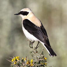 Eastern Black-eared Wheatear