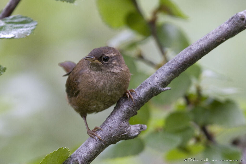 Troglodyte d'Islande, identification