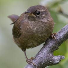 Eurasian Wren (islandicus)