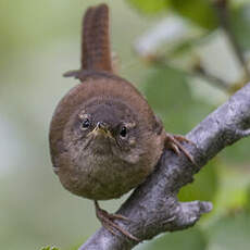 Eurasian Wren (islandicus)