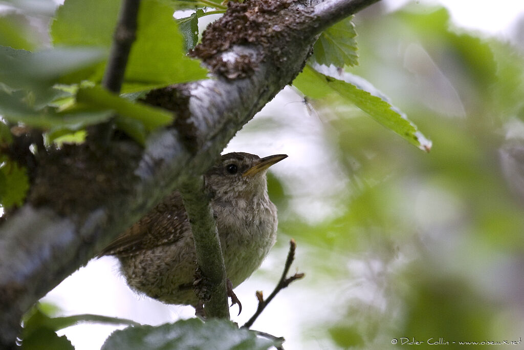 Eurasian Wren (islandicus), identification