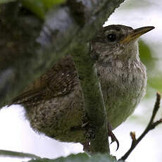 Eurasian Wren (islandicus)