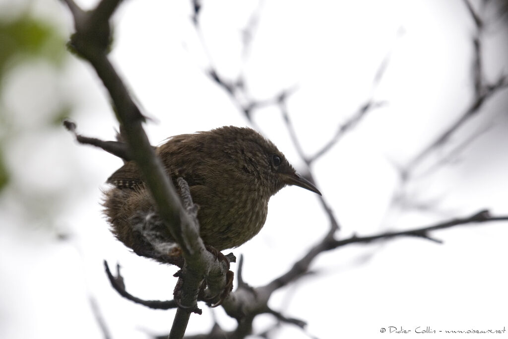 Eurasian Wren (islandicus)