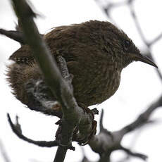 Eurasian Wren (islandicus)