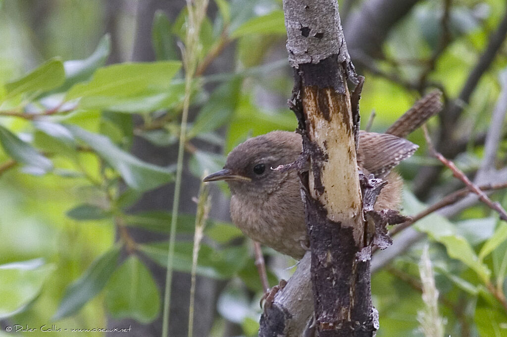 Eurasian Wren (islandicus)