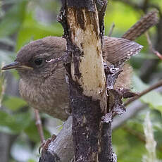 Eurasian Wren (islandicus)