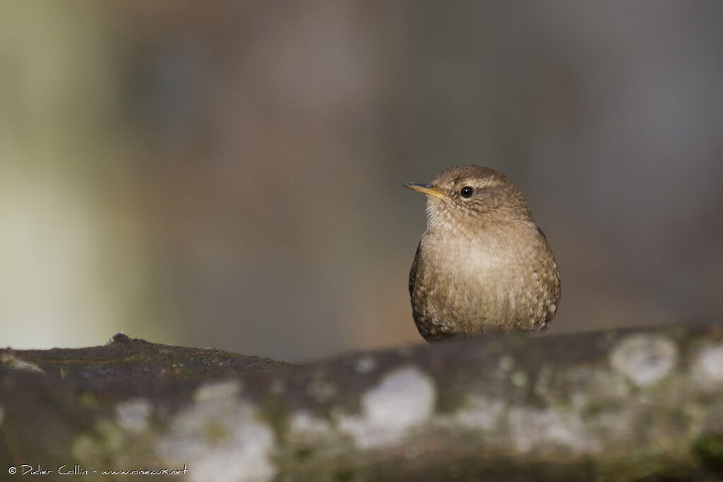 Eurasian Wren